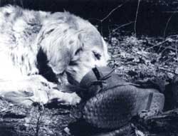 Maggie, of Greene County, NY, satisfying her canine urge for animal hide.